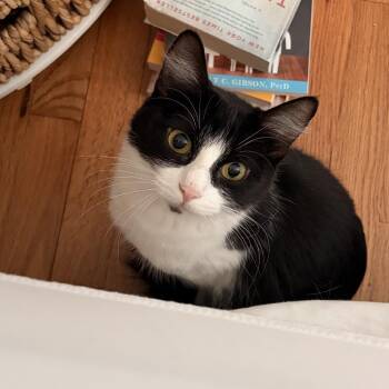 Rosie (Xavier) -  Domestic Short Hair Cat for Adoption in Westport, Connecticut - Rosie (Xavier) | PetCurious