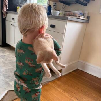 Peony -  Domestic Short Hair Cat for Adoption in Harrisonburg, Virginia - Peony | PetCurious