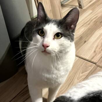 Rescue Domestic Short Hair Cats for Adoption in Tulsa, Oklahoma - Buster | PetCurious