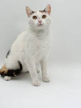 Domestic Short Hair Cats Available for Adoption in Bowling Green, Kentucky - Mattie | PetCurious