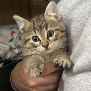 Domestic Short Hair Cats Available for Adoption in Minneapolis, Minnesota - Esme | PetCurious