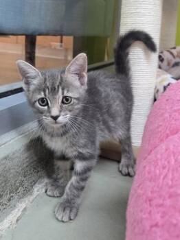 Alley (FIV+) -  Domestic Short Hair Cat for Adoption in Savannah, Georgia - Alley (FIV+) | PetCurious