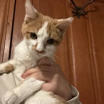Rescue Domestic Short Hair Cats for Adoption in Lancaster, Ohio - Jerry | PetCurious