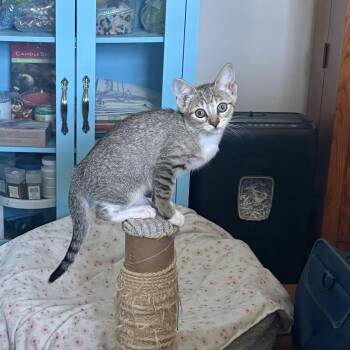 Prim -  Domestic Short Hair Cat for Adoption in Warwick, Rhode Island - Prim | PetCurious