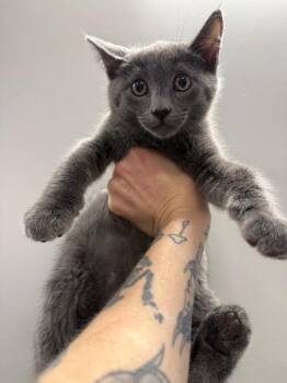 Steve Miller -  Domestic Short Hair Cat for Adoption in Thousand Oaks, California - Steve Miller | PetCurious