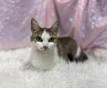 Selene -  Domestic Short Hair Cat for Adoption in Clarkesville, Georgia - Selene | PetCurious