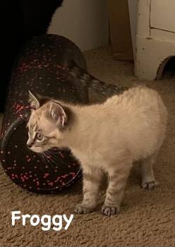 Froggy -  Domestic Short Hair Cat for Adoption in Gardnerville, Nevada - Froggy | PetCurious