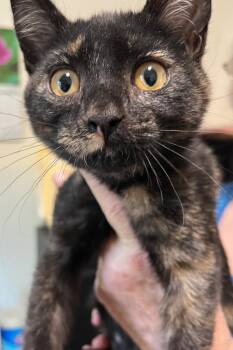 Lulu -  Domestic Short Hair Cat for Adoption in Thompson Falls, Montana - Lulu | PetCurious