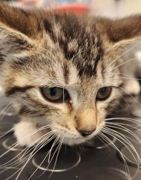 Ruby -  Domestic Short Hair Cat for Adoption in Roseville, California - Ruby | PetCurious