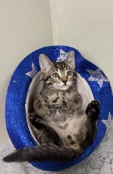 Wrangler -  Domestic Short Hair Cat for Adoption in Picayune, Mississippi - Wrangler | PetCurious