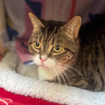 Baby -  Domestic Short Hair Cat for Adoption in York, Pennsylvania - Baby | PetCurious