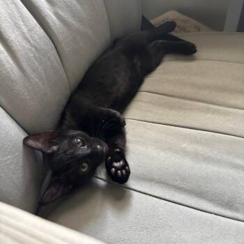 Duke -  Domestic Short Hair Cat for Adoption in Bulverde, Texas - Duke | PetCurious