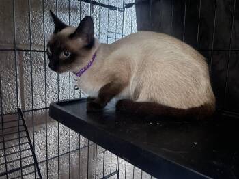 Sassy -  Siamese Cat for Adoption in Export, Pennsylvania - Sassy | PetCurious
