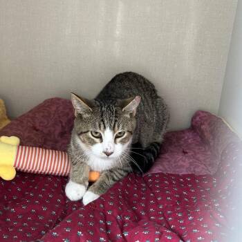 Bobby -  Domestic Short Hair Cat for Adoption in Conway, New Hampshire - Bobby | PetCurious