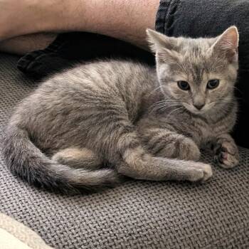Luna -  Tabby and Domestic Short Hair Cat for Adoption in Smithfield, North Carolina - Luna | PetCurious