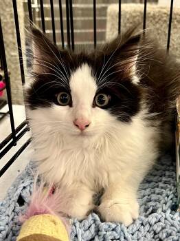 Houdini -  Domestic Long Hair Cat Available for Adoption in Lawrenceville, Georgia - Houdini | PetCurious