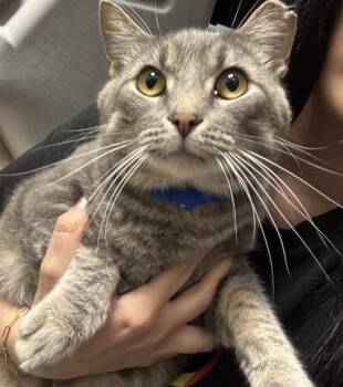 Cobra (at Smitten Kitten) -  Domestic Short Hair Cat for Adoption in Fishers, Indiana - Cobra (at Smitten Kitten) | PetCurious