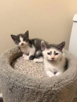 Squish and Squash -  Domestic Short Hair Cat for Adoption in Greensboro, North Carolina - Squish And Squash | PetCurious