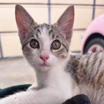 Rescue Domestic Short Hair Cats for Adoption in Santa Ana, California - Bristol | PetCurious