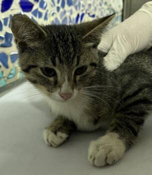 CABRALES -  Domestic Short Hair Cat for Adoption in Pensacola, Florida - CABRALES | PetCurious