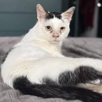 Domestic Short Hair Cats Available for Adoption in Philadelphia, Pennsylvania - Jett | PetCurious