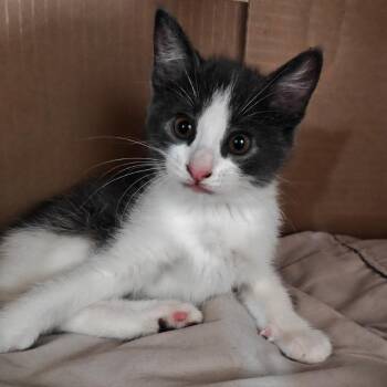 Cristabel -  Domestic Short Hair Cat for Adoption in Germantown, Maryland - Cristabel | PetCurious