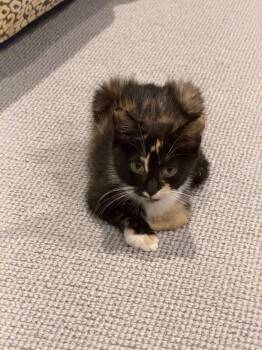 Pippa -  Domestic Short Hair Cat for Adoption in Raleigh, North Carolina - Pippa | PetCurious