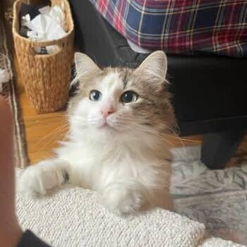 Rosie -  Domestic Medium Hair Cat for Adoption in Weehawken Township, New Jersey - Rosie | PetCurious
