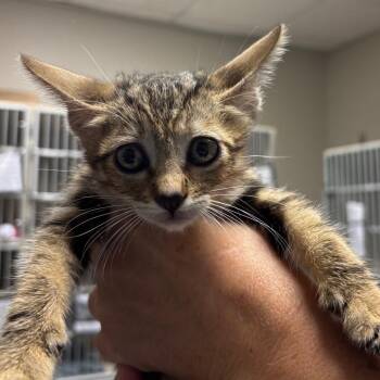 Ian -  Domestic Short Hair Cat for Adoption in Yuma, Arizona - Ian | PetCurious