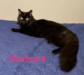 Domestic Long Hair Cats Available for Adoption - Diamond | PetCurious