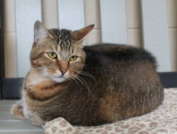 Rescue Domestic Short Hair and Tabby Cats for Adoption in Prattville, Alabama - Sasuke - 42478 | PetCurious