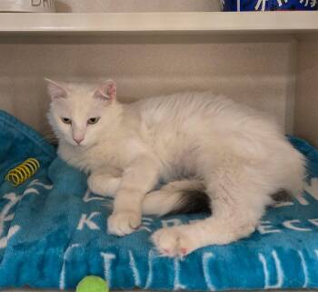 Blanche -  Domestic Medium Hair Cat for Adoption in New Rochelle, New York - Blanche | PetCurious