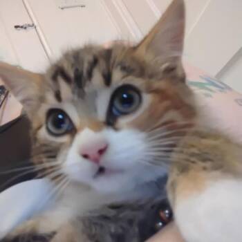 Rescue Domestic Short Hair Cats for Adoption in Buffalo, New York - Evie | PetCurious