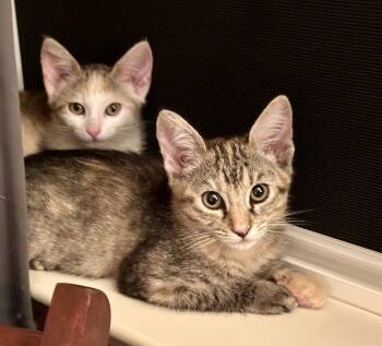 Rocky road Napa -  Calico Cat for Adoption in Napa, California - Rocky Road Napa | PetCurious