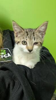 Pétale -  Domestic Short Hair Cat for Adoption in Delson, Quebec - Pétale | PetCurious