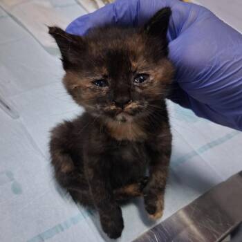 Cedar @ Azalea Square PetSmart -  Domestic Short Hair Cat for Adoption in Summerville, South Carolina - Cedar @ Azalea Square PetSmart | PetCurious