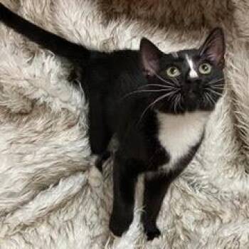 Domestic Short Hair Cats Available for Adoption - Siegfried | PetCurious