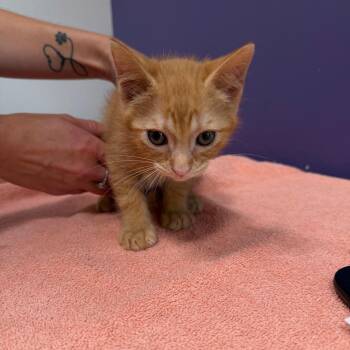 Domestic Short Hair Cats Available for Adoption in Englewood, Florida - Pinky | PetCurious