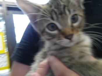 THEODORE -  Domestic Short Hair Cat for Adoption in Tulsa, Oklahoma - THEODORE | PetCurious