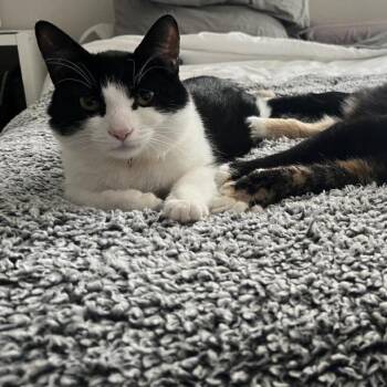 Domestic Short Hair Cats Available for Adoption in Long Beach, California - Pippin | PetCurious