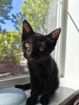 Domestic Short Hair Cats Available for Adoption in Hillsboro, Oregon - PANTHER - The Sleek & Spunky Explorer! | PetCurious
