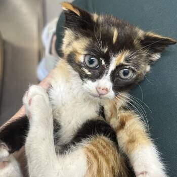 Domestic Short Hair Cats Available for Adoption in Richmond, California - TURTLE | PetCurious