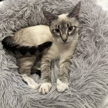 Miso -  Siamese and American Shorthair Cat for Adoption in Maple Valley, Washington - Miso | PetCurious