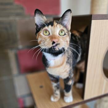 Rescue Domestic Short Hair Cats for Adoption in Laredo, Texas - Celeste | PetCurious