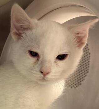 Rescue Domestic Short Hair Cats for Adoption in Eugene, Oregon - Snow | PetCurious