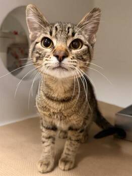 Domestic Short Hair Cats Available for Adoption in Boston, Massachusetts - MAXWELL | PetCurious