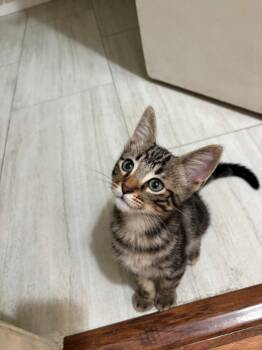 Neil -  Domestic Short Hair Cat for Adoption in Mission Viejo, California - Neil | PetCurious