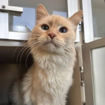 Domestic Medium Hair Cats Available for Adoption in Reno, Nevada - Rocky | PetCurious