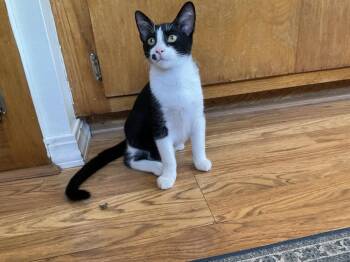 Po -  Domestic Short Hair Cat for Adoption in San Diego, California - Po | PetCurious
