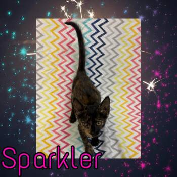 Sparkler -  Domestic Short Hair Cat for Adoption in Royse City, Texas - Sparkler | PetCurious